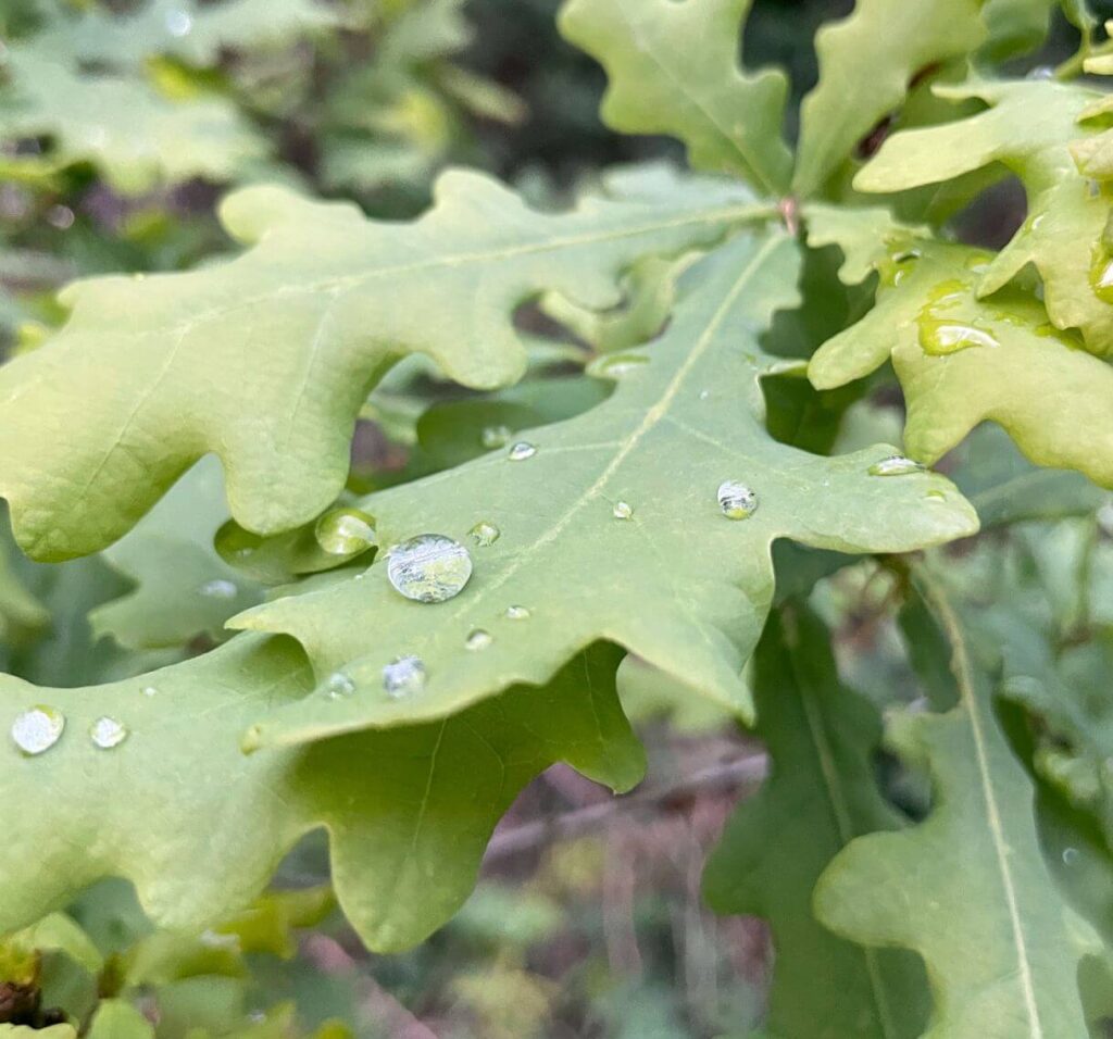 Waldtherapie Hamburg Blätter im Regen